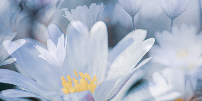 : Führung in der Sonderausstellung „Blumen als Erbe“ und in der Dauerpräsentation zum Benary-Speicher