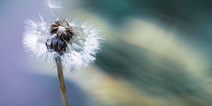 Interner Verweis: Fotografie-Ausstellung „Blumen als Erbe“ mit Arbeiten von Katrin Benary